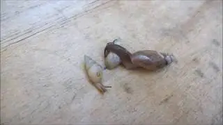 Euglandina rosea (F&eacute;russac, 1821) Rosy Wolfsnail Feeding