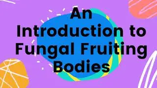 An introduction to fungal fruiting bodies