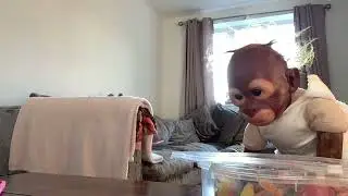 Molly snack ! #twist#cheeky#monkey#molly#funny#like#subscribe ￼￼