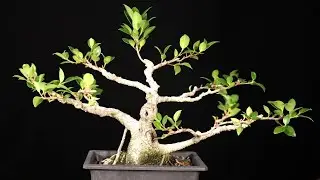 Tiger Bark Ficus Tree. Ficus Microcarpa Bonsai
