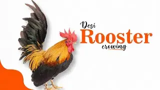 Desi Rooster Crowing || 2024 ||