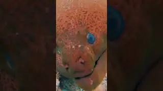 Giant moray eel&mdash;too big & too close! #closeencounter #morayeel #seamonster