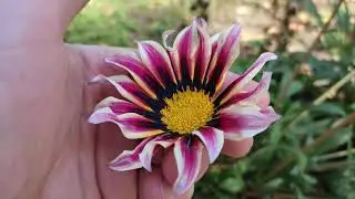 Gazania Rigens