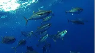 Bigeye tuna Azores - Alabote 2015
