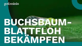 Buchsbaumblattfloh bek&auml;mpfen: So sch&uuml;tzt du deine Pflanzen effektiv