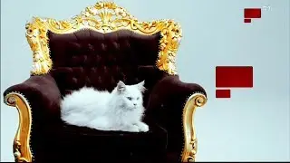 MBC Variaty HD (26.0 E Badr) provider MY HD