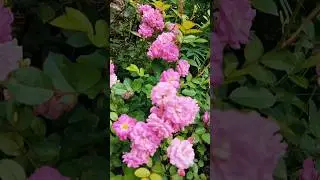 Mini pink roses. splendid mini roses. Many roses.
