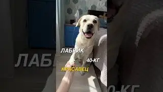 Наши ощущения от передержки с лабрадором! #пес #собака #собачники #блог #животные #блогособаках