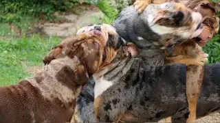 INTENSE BULLDOG FIGHT | OLDE ENGLISH BULLDOG 🐶