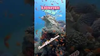 IKAN LEONFISH, IKAN BERACUN YANG CANTIK #ikanlionfish #kehidupanlaut #exsplorasibawahlaut #laut