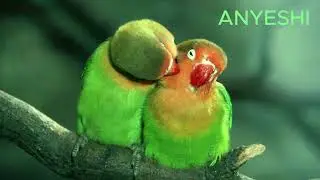 Max vocal ANYESHI ( Official Video)