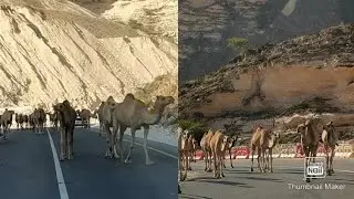 Camel Walking On Roads 🐪 2023