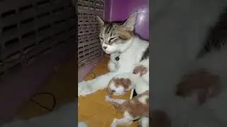 Cute Fluffy Cat & Tiny Newborn Kittens ASMR #TheFurryLife #FluffyCat #CuteKittens #ASMR #CatLovers