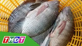 Gi&aacute; c&aacute; r&ocirc; phi giảm s&acirc;u, người nu&ocirc;i lỗ nặng | THDT