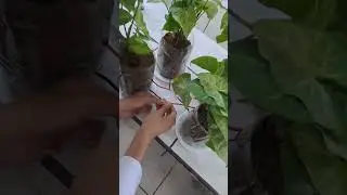 Top Botanist Reveals Plants' Secret to Generating Electrical Energy #automobile