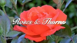 Roses & Thorns