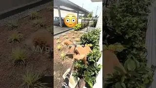 Dog&rsquo;s Bathroom Urgency: Humans Can Relate 🐶🚽 #shorts #comedy #funny #PetHumor #DogLife #Relatable