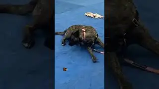 Extremely Violent Dog Training Method - Save Your Dog!