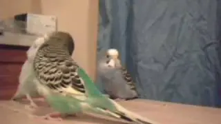 Birds grooming each other and meeting each other.