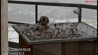 VEOLIA Łódź EC3 PL-Włókniarz eats food, cameraman showed him closer,  he flew away-2026 01 11 09 49