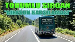TOHUMLU SIRGAN | 2026 | GİRESUN KARŞILAMASI | COVER