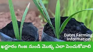 ఖర్జూరం(Date Plant)మొక్క గురించి తెలుసుకుందాం|Growing Date Plant from Seed|Dates Farming information
