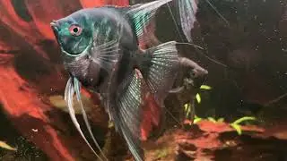 Update Amazonas to go - neue Corydoras Eques ziehen ein