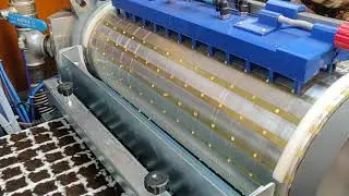 Siembra de precisión de pimiento en máquina de rodillo .