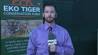 Tiger Attack Report