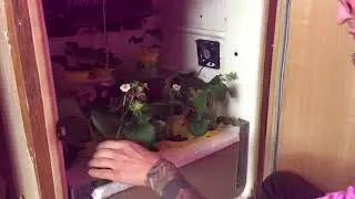 Hydroponic DWC strawberry indors