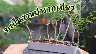 โตไป จะเป็นสวนป่ารากเดียว #bonsai #บอนไซ #bonsaimini #bonsaithailand #garden