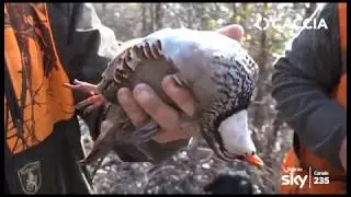 CACCIA TV SKY 235 - BECCACCE E PERNICI DEL MONFERRATO - pillola 3