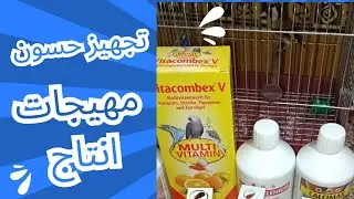 الطريقة الصحيحة لتقديم مهيجات الحسون والكناري/ طبق ولن تندم