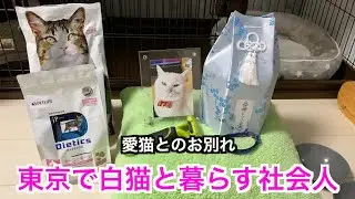 とうふとのお別れ【愛猫の死を乗り超える飼い主】※猫ちゃんが死ぬ間際になんとか立ち会いできてよかった