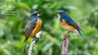 Soothing Birdsong | Relaxing Forest Sounds for Sleep | Nature Sounds For Study, Meditation