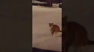 ChasingSnowFlakes