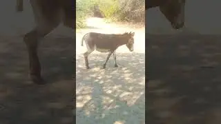 Mother Happy mode baby donkey Ranking #viral #animals