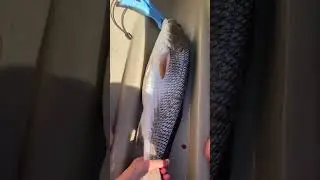 26&rdquo; red fish in Tampa bay