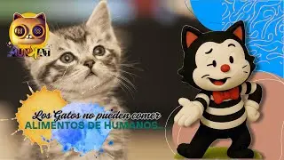 &iquest;Qu&eacute; pueden comer los gatos? 🐱🍗 | Felikat el Mimo te lo ense&ntilde;a