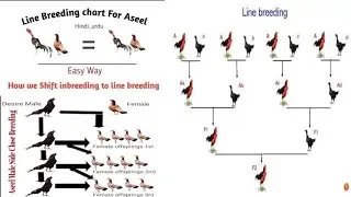 Aseel inbreeding,line breeding and cross Breeding complete information#subscribe #aseelmurga #aseel