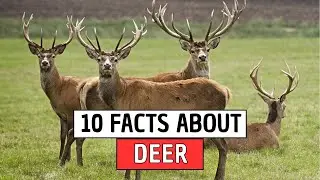 10 Fascinating Facts About Deer You Probably Didn&rsquo;t Know!
