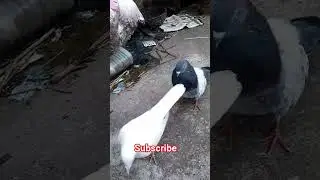 Highflying giribaz kobutor ke shorts video/giribaz pigoen #populerpigeon #pigeon #youtubeshorts