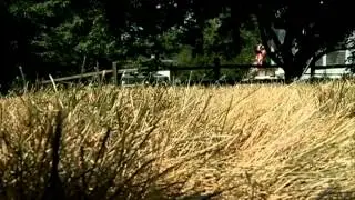 Should you let your lawn go dormant?