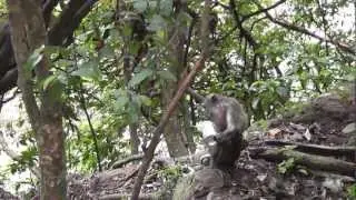 #1: Bad Tourists Change and Impact on Animal Behavior. Безответственные туристы.