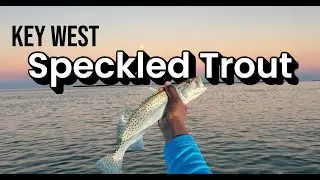 Can you catch trout in Key West? Speckled trout mission!!