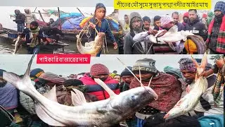 জেলে ভাই পদ্মা নদী থেকে তাজা আইর মাছ ধরে নিয়ে আসলো বিক্রি করে পাইকারি মাছের আরোদে 