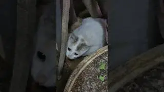 papam bunny🐶#pets#babyshorts#viral#cat#dog#youtubeshorts