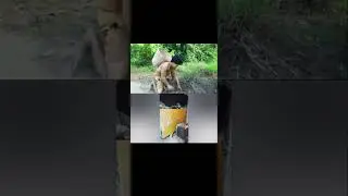 Strongman Catch Frogs and cook it with Pineapple #satisfying #satisfying #strongman #fyp