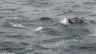 Hourglass Dolphin, Lagenorhynchus cruciger, south of South Georgia, 6 Apr 2012 (2/2)