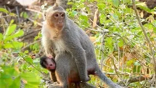 Poor young mom Alina maybe stuck placenta - Her newborn no have cord from the beginning